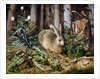 A Hare in the Forest by Hans Hoffmann