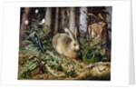 A Hare in the Forest by Hans Hoffmann