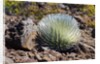 Silversword at Haleakala National Park, Maui, Hawaii by Anonymous