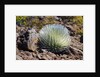 Silversword at Haleakala National Park, Maui, Hawaii by Anonymous