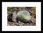 Silversword at Haleakala National Park, Maui, Hawaii by Anonymous