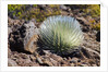 Silversword at Haleakala National Park, Maui, Hawaii by Anonymous