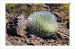 Silversword at Haleakala National Park, Maui, Hawaii by Anonymous