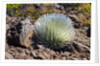 Silversword at Haleakala National Park, Maui, Hawaii by Anonymous