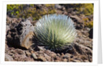 Silversword at Haleakala National Park, Maui, Hawaii by Anonymous