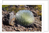 Silversword at Haleakala National Park, Maui, Hawaii by Anonymous