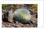 Silversword at Haleakala National Park, Maui, Hawaii by Anonymous