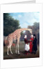 Nubian Giraffe by Jacques-Laurent Agasse