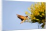 Hummingbird Hawk Moth, Baja, Mexico by Anonymous