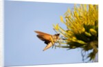 Hummingbird Hawk Moth, Baja, Mexico by Anonymous