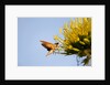 Hummingbird Hawk Moth, Baja, Mexico by Anonymous