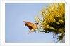 Hummingbird Hawk Moth, Baja, Mexico by Anonymous