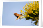 Hummingbird Hawk Moth, Baja, Mexico by Anonymous