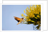 Hummingbird Hawk Moth, Baja, Mexico by Anonymous