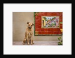 Pet Dog, Baja, Mexico by Anonymous