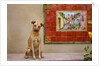 Pet Dog, Baja, Mexico by Anonymous