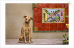 Pet Dog, Baja, Mexico by Anonymous