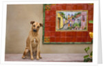 Pet Dog, Baja, Mexico by Anonymous