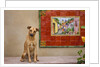 Pet Dog, Baja, Mexico by Anonymous