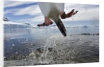 Leaping Gentoo Penguin, Antarctica by Anonymous