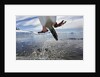 Leaping Gentoo Penguin, Antarctica by Anonymous