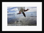 Leaping Gentoo Penguin, Antarctica by Anonymous