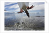 Leaping Gentoo Penguin, Antarctica by Anonymous