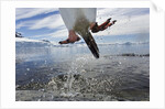 Leaping Gentoo Penguin, Antarctica by Anonymous