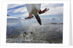 Leaping Gentoo Penguin, Antarctica by Anonymous
