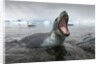 Leopard Seal Hunting, Antarctica by Anonymous