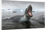 Leopard Seal Hunting, Antarctica by Anonymous