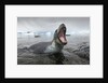 Leopard Seal Hunting, Antarctica by Anonymous