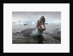 Leopard Seal Hunting, Antarctica by Anonymous