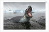 Leopard Seal Hunting, Antarctica by Anonymous