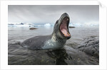 Leopard Seal Hunting, Antarctica by Anonymous