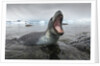 Leopard Seal Hunting, Antarctica by Anonymous