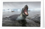 Leopard Seal Hunting, Antarctica by Anonymous