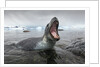 Leopard Seal Hunting, Antarctica by Anonymous