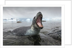Leopard Seal Hunting, Antarctica by Anonymous