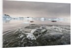 Leopard Seal Hunting, Antarctica by Anonymous