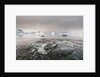 Leopard Seal Hunting, Antarctica by Anonymous