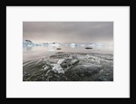 Leopard Seal Hunting, Antarctica by Anonymous