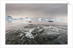 Leopard Seal Hunting, Antarctica by Anonymous