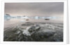 Leopard Seal Hunting, Antarctica by Anonymous