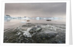 Leopard Seal Hunting, Antarctica by Anonymous