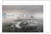 Leopard Seal Hunting, Antarctica by Anonymous