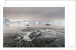 Leopard Seal Hunting, Antarctica by Anonymous