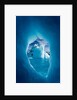 Iceberg, Antarctica by Anonymous