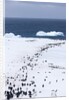 Chinstrap Penguins in Snow, Deception Island, Antarctica by Anonymous