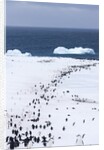 Chinstrap Penguins in Snow, Deception Island, Antarctica by Anonymous
